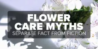 FM4-Bold—Flower-Care-Myths—Blog